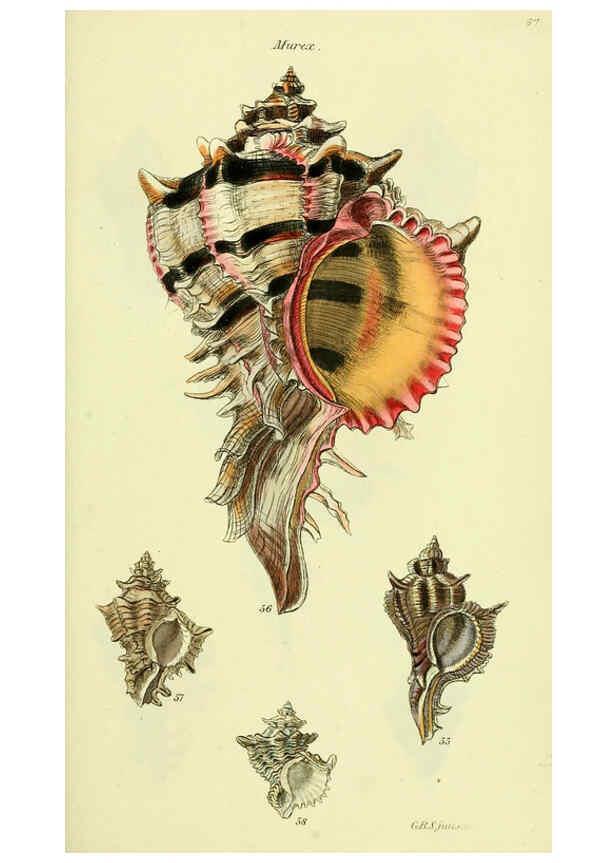Reproducción/Reproduction 5977957533: The conchological illustrations or, Coloured figures of all the hitherto unfigured recent shells London :[s.n.] ;1832