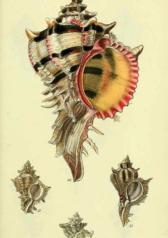Reproducción/Reproduction 5977957533: The conchological illustrations or, Coloured figures of all the hitherto unfigured recent shells London :[s.n.] ;1832