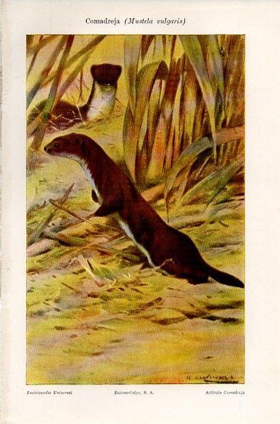 LAMINA V10646: Comadreja o Mustela vulgaris