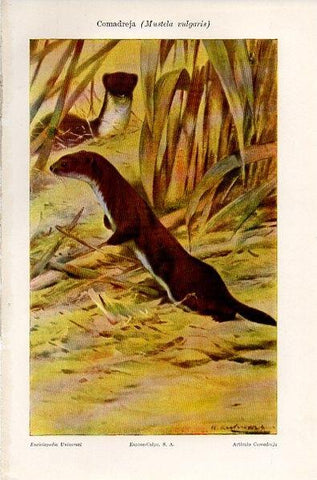 LAMINA V10646: Comadreja o Mustela vulgaris