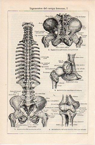 LAMINA V10101: Ligamentos del cuerpo humano I