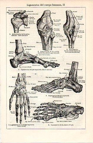 LAMINA V10102: Ligamentos del cuerpo humano II