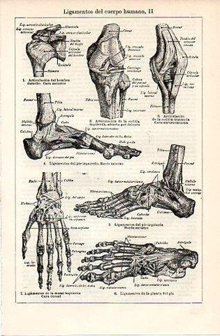 LAMINA V10102: Ligamentos del cuerpo humano II