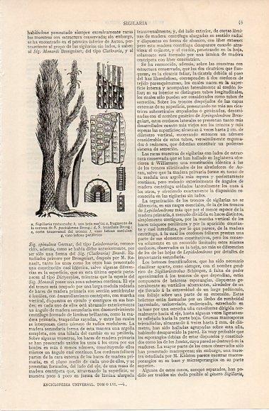 LAMINA V10337: Sigillaria