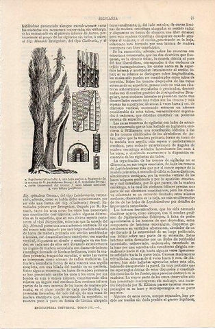 LAMINA V10337: Sigillaria