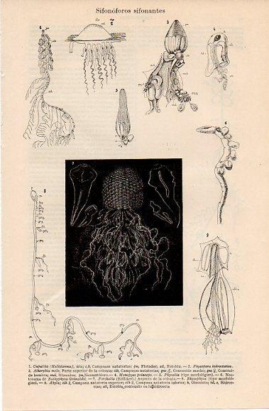 LAMINA V10327: Sifonoforos sifonantes
