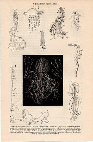 LAMINA V10327: Sifonoforos sifonantes