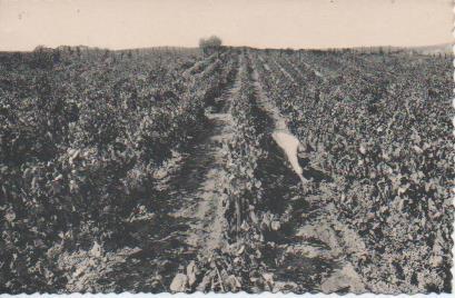 Postal E06934: Postal B/N. Casa Codorniu- (España) San Sadurní de Noya Viñedos