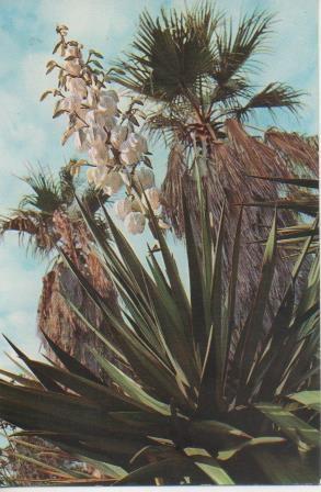 Postal E06660: Blanes. Jardín Botánico