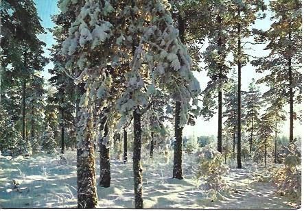 POSTAL L03870: Bosque en Finlandia