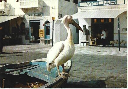 POSTAL L03872: Pelicano en Mikonos