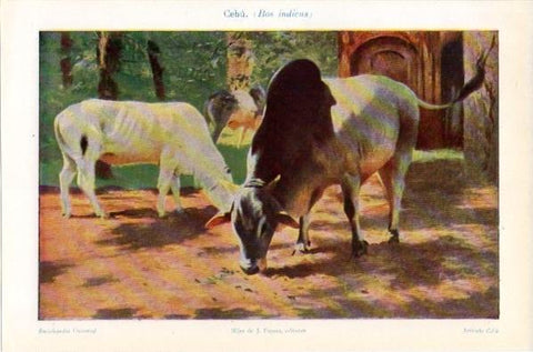 LAMINA V11849: Cebu o Bos indicus
