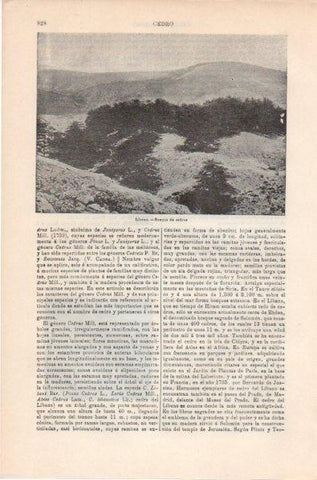 LAMINA V11854: Bosque de cedros, Libano