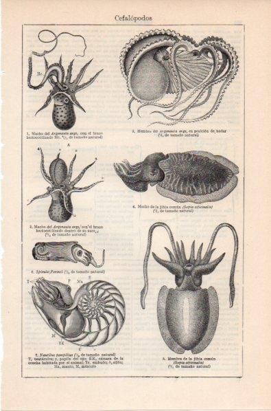 LAMINA V11857: Cefalopodos