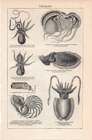 LAMINA V11857: Cefalopodos