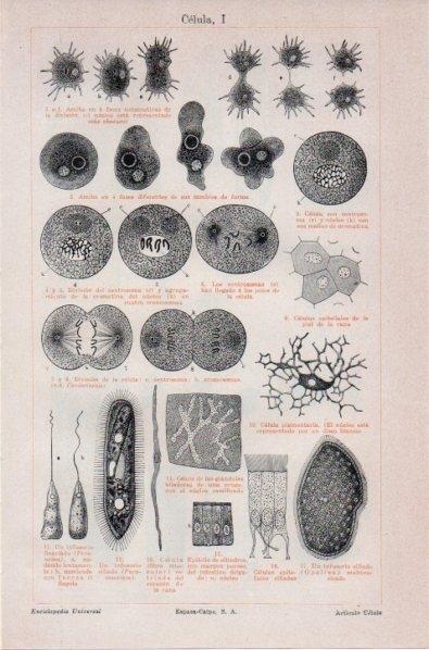 LAMINA V11873: Celula