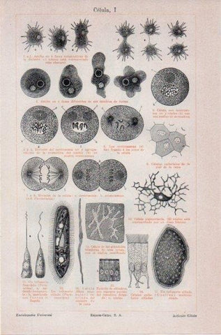LAMINA V11873: Celula