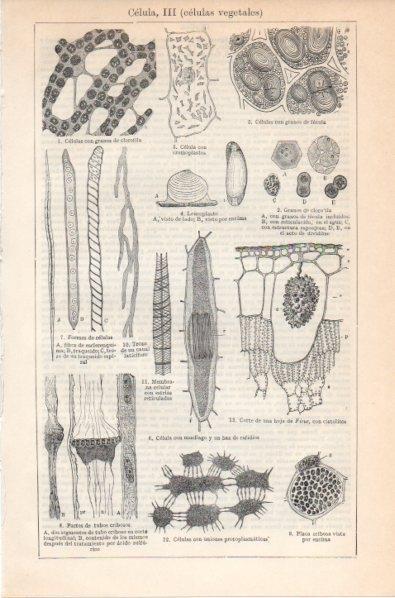 LAMINA V11874: Celulas vegetales