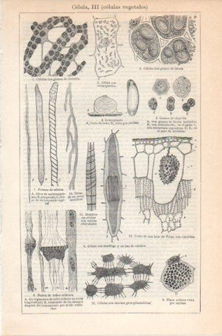 LAMINA V11874: Celulas vegetales