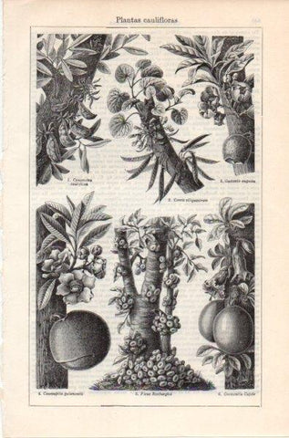 LAMINA V11816: Plantas caulifloras