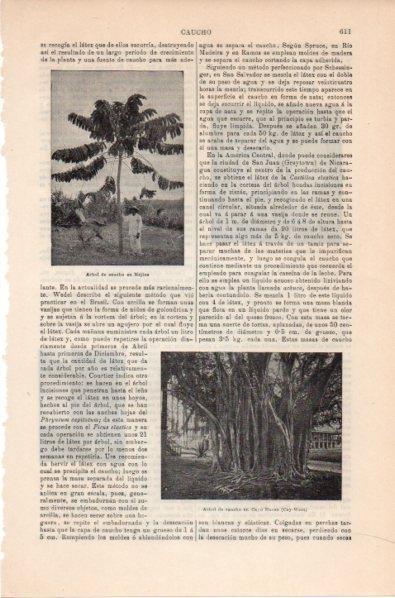 LAMINA V11805: Arbol de caucho en Cayo Hueso