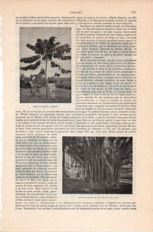 LAMINA V11805: Arbol de caucho en Cayo Hueso