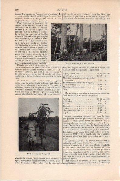 LAMINA V11808: Arbol de caucho en Beni y Madagascar