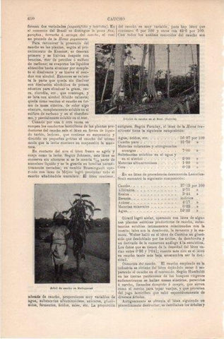 LAMINA V11808: Arbol de caucho en Beni y Madagascar