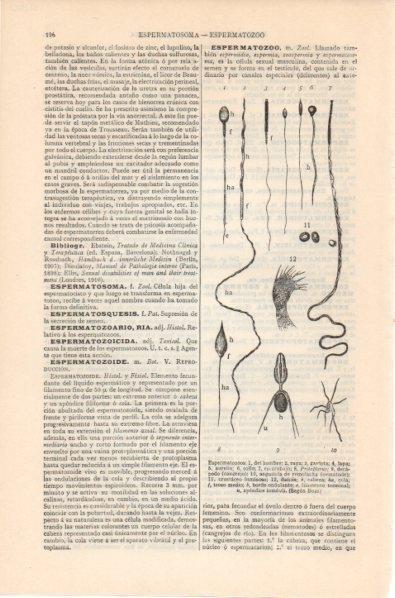 LAMINA V12012: Espermatozoos