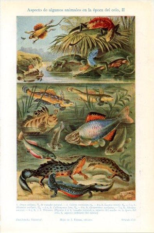 LAMINA V12034: Animales en la epoca del celo II