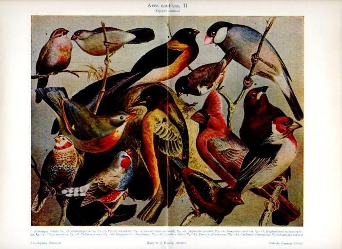LAMINA V12043: Aves cautivas II