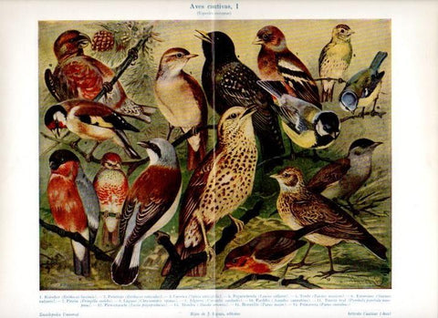LAMINA V12040: Aves cautivas I