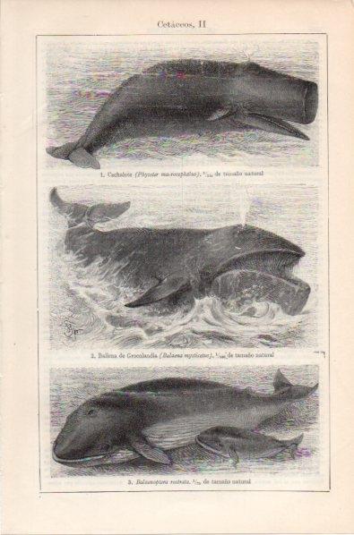 LAMINA V11975: Cetaceos II