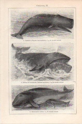 LAMINA V11975: Cetaceos II