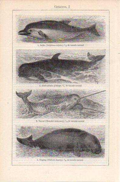 LAMINA V11974: Cetaceos I