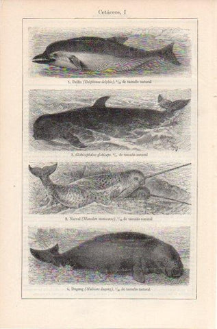 LAMINA V11974: Cetaceos I