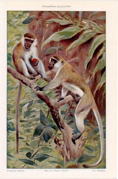 LAMINA V11923: Cercopithecus pygerythrus