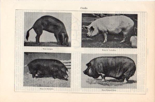 LAMINA V11926: Especies de cerdo