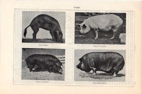 LAMINA V11926: Especies de cerdo