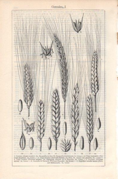 LAMINA V11927: Cereales I