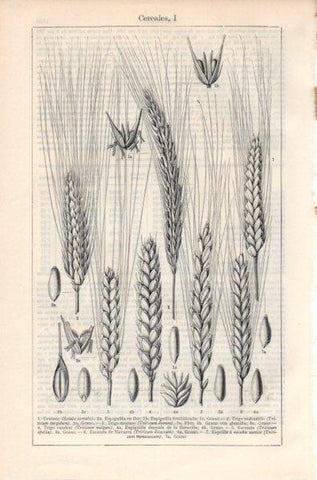LAMINA V11927: Cereales I