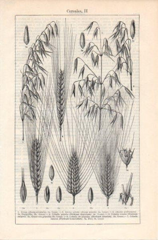LAMINA V11928: Cereales II