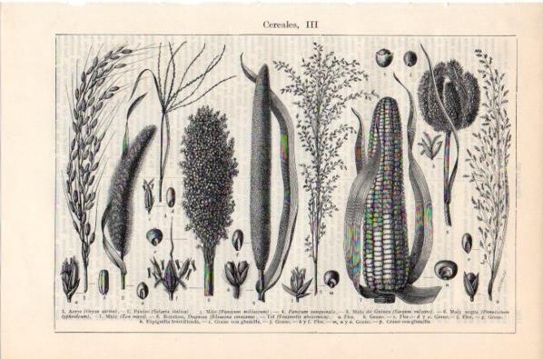 LAMINA V11929: Cereales III