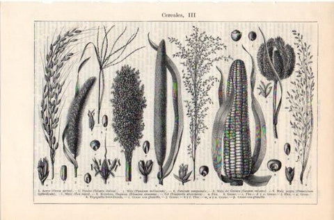 LAMINA V11929: Cereales III
