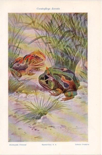 LAMINA V11920: Ceratophrys dorsata