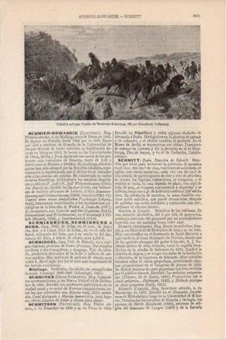 LAMINA V11594: Caballos salvajes, por T. Schmitson