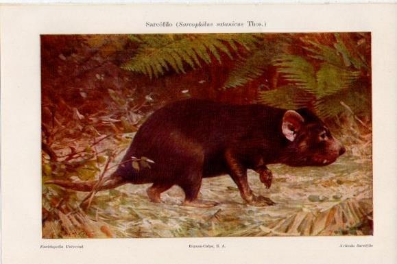 LAMINA V11479: Sarcofilo o Sarcophilus satanicus Thos