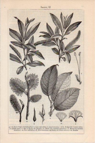 LAMINA V11529: Especies de sauce