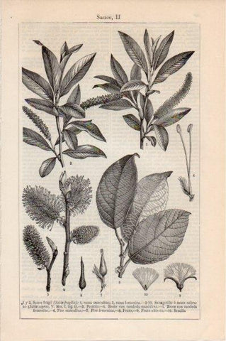 LAMINA V11529: Especies de sauce