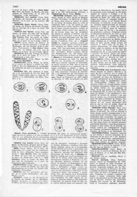 LAMINA V12049: Fases de la meiosis
